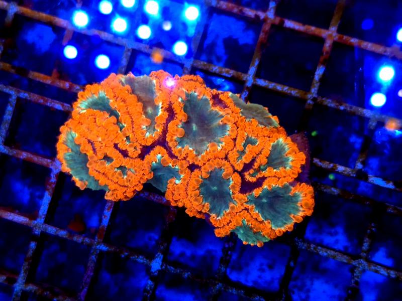 WYSIWYG 26 WYSIWYG 26