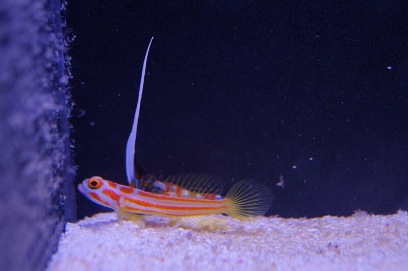 Yasha Grundel - Stonogobiops yasha Yasha Grundel - Stonogobiops yasha