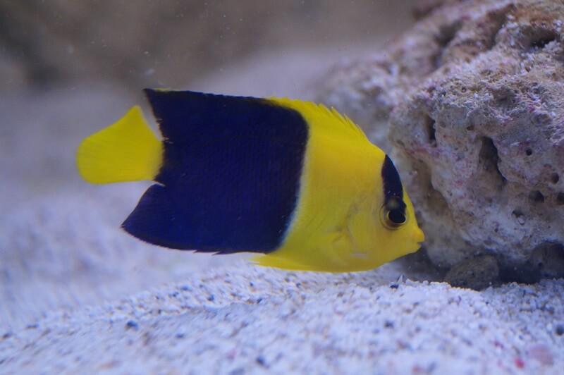 Blaugelber Zwergkaiserfisch & Nachzuchten - Centropyge bicolor