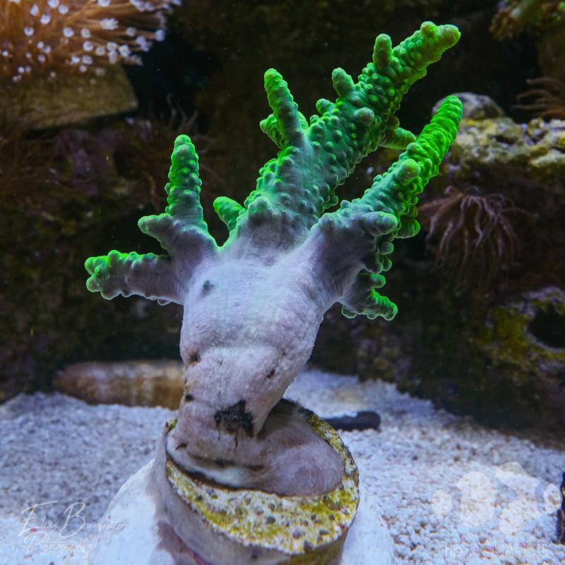 Finger Lederkoralle Toxic Green