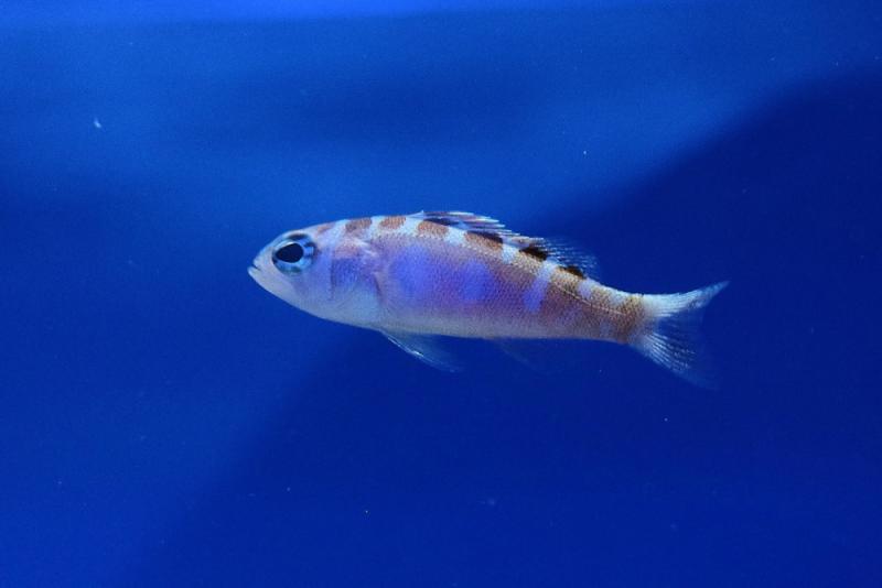 Tabakbarsch Nachzucht Nachzucht - Serranus tortugarum