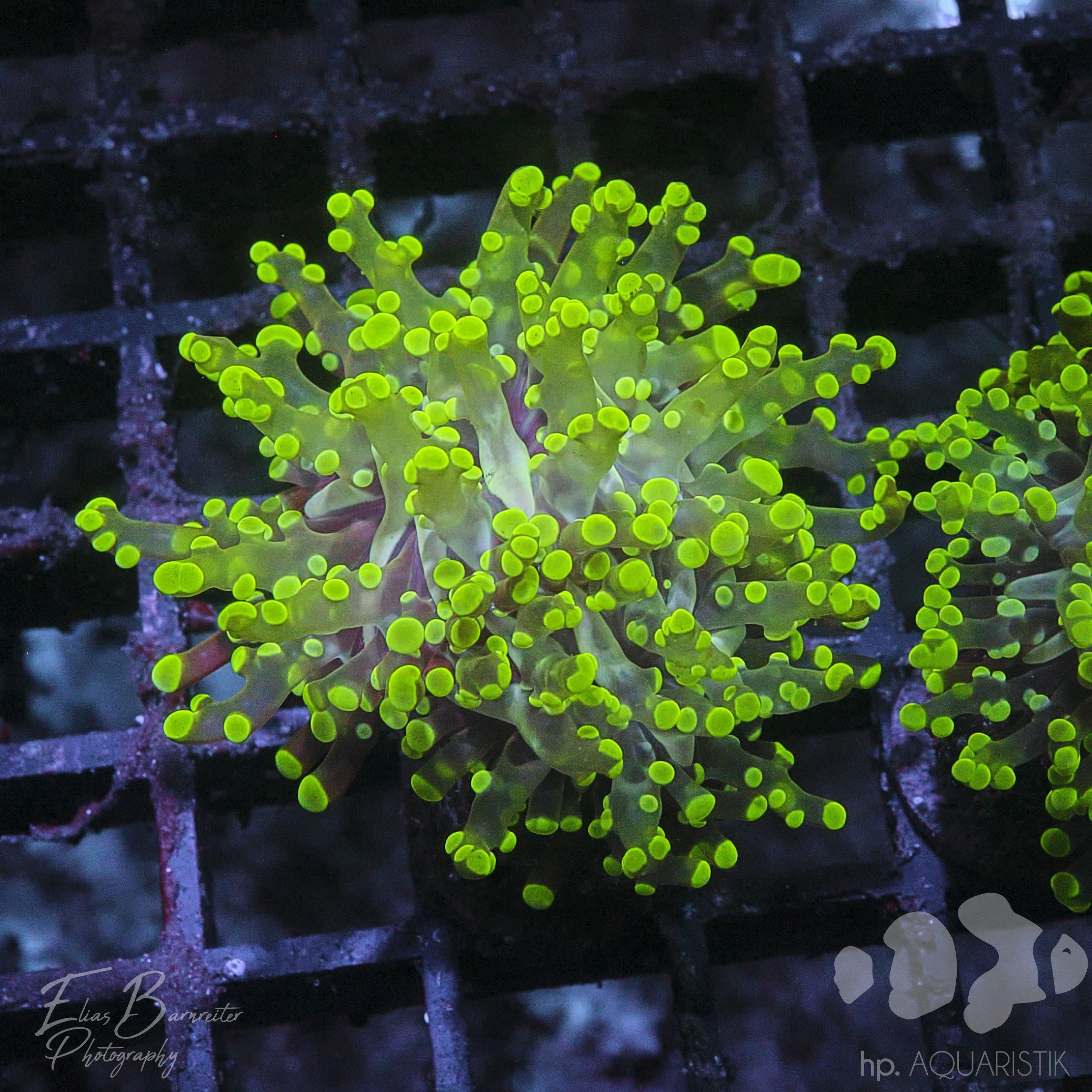 Euphyllia yaeyamaensis Grün