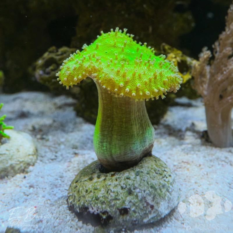 Pilzlederkoralle Neon Pilzlederkoralle Neon