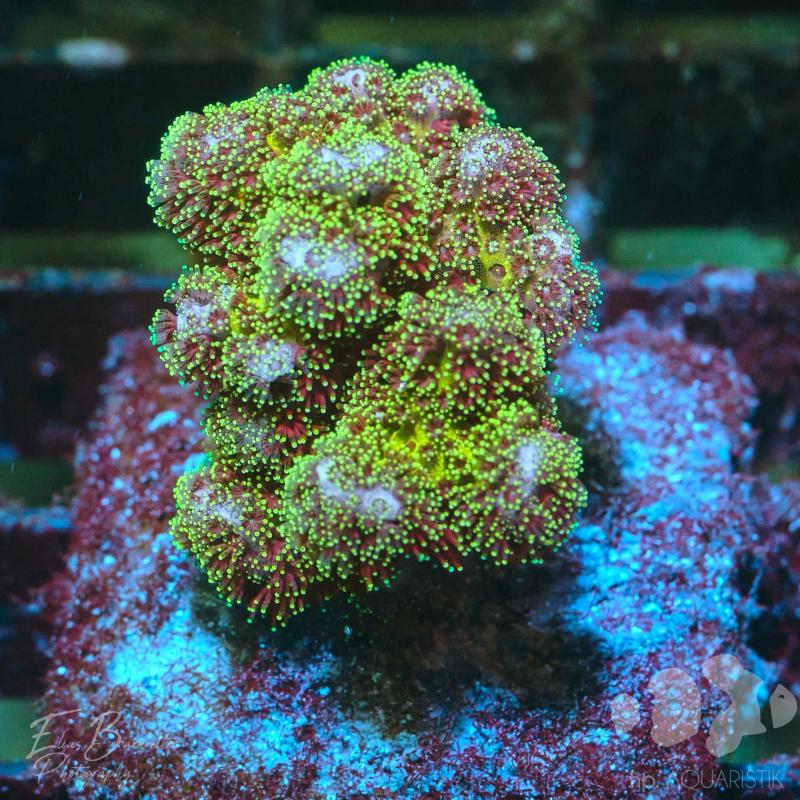 Pocillopora Bicolor