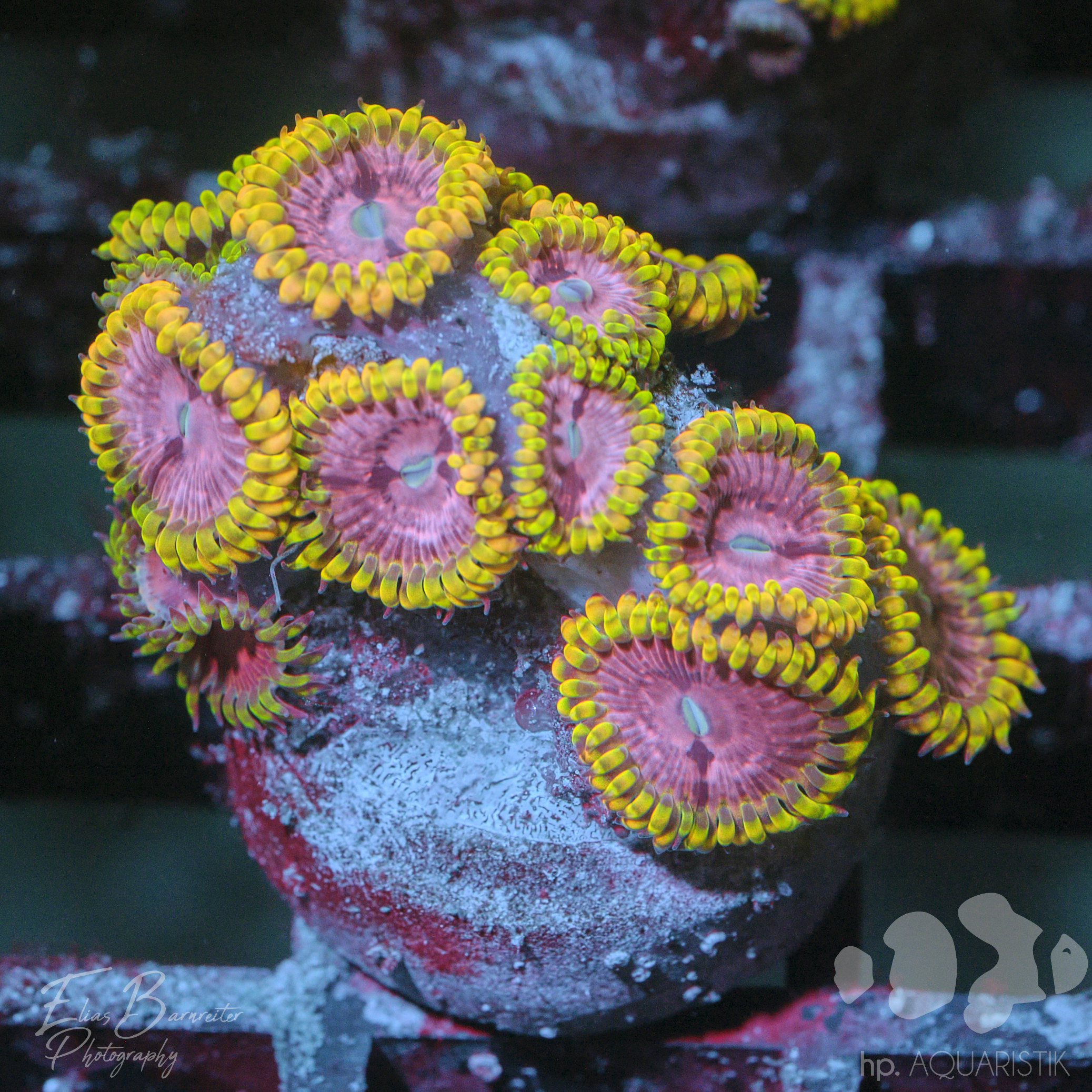 Zoanthus Inferno