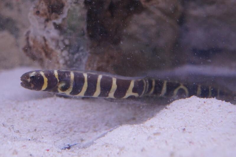 Weissstreifen Aalgrundel - Pholidichthys leucotaenia Weissstreifen Aalgrundel - Pholidichthys leucotaenia