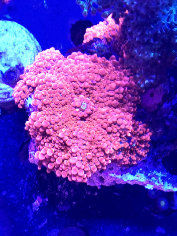 Ricordea Yuma Ultra XL Ricordea Yuma Ultra XL