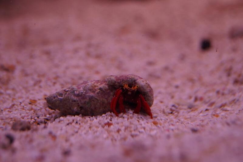 Roter Riffeinsiedlerkrebs - Paguristes cadenati Roter Riffeinsiedlerkrebs - Paguristes cadenati