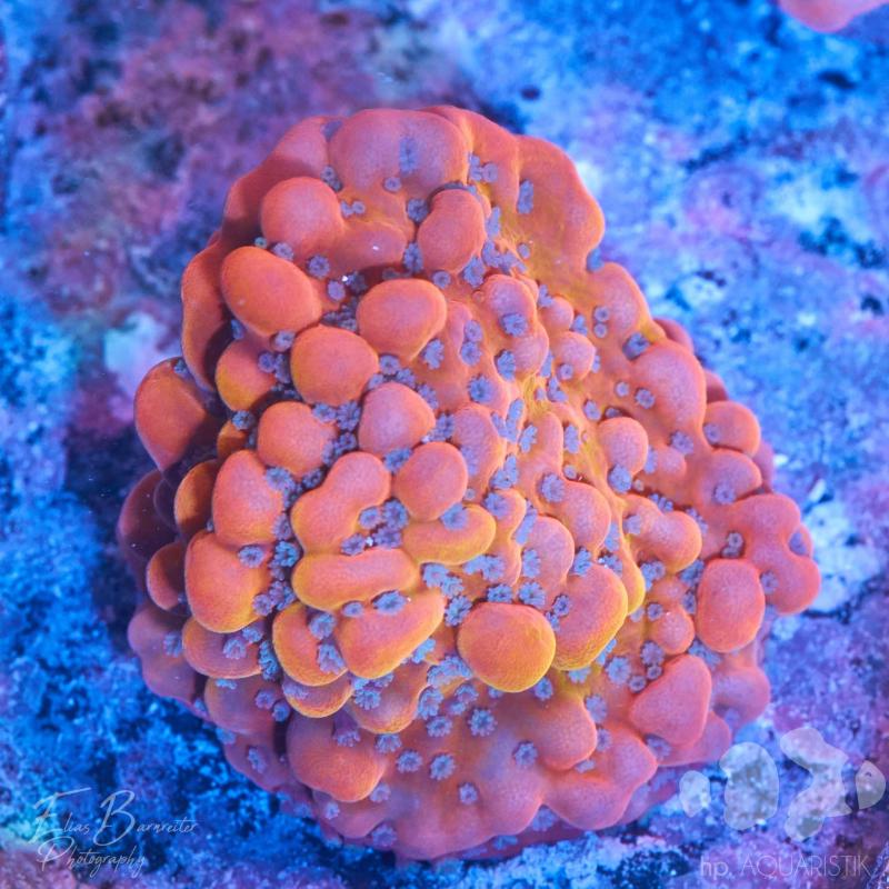 Montipora JF Altered Ego