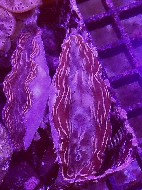 Mördermuschel - Tridacna Derasa