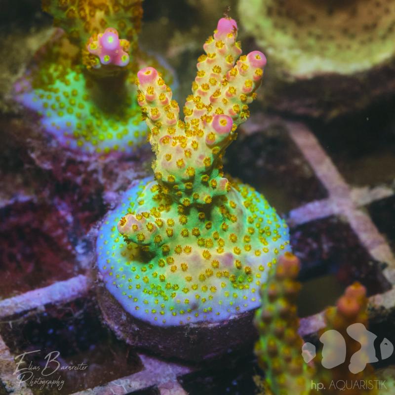 Acropora Ultra Staff