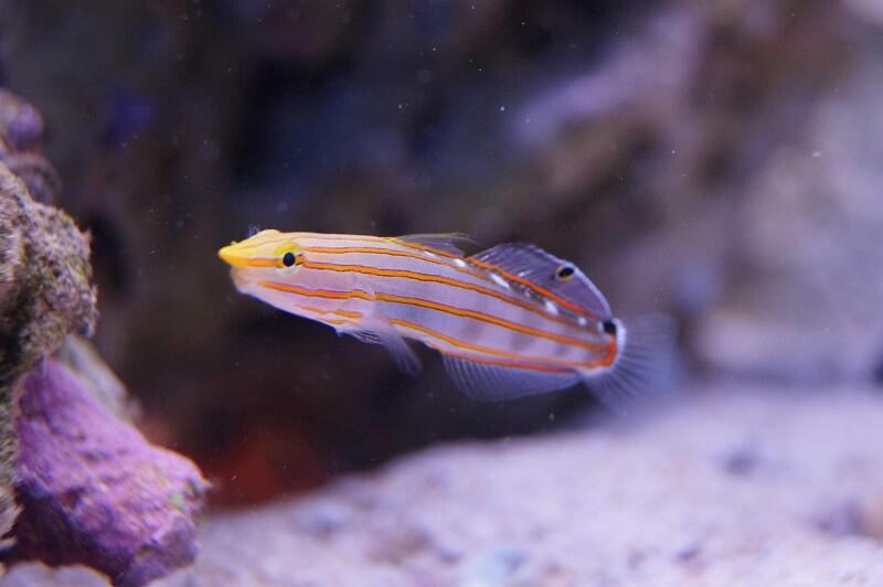 Rainfords Grundel Nachzucht - Koumansetta rainfordi Rainfords Grundel Nachzucht - Koumansetta rainfordi