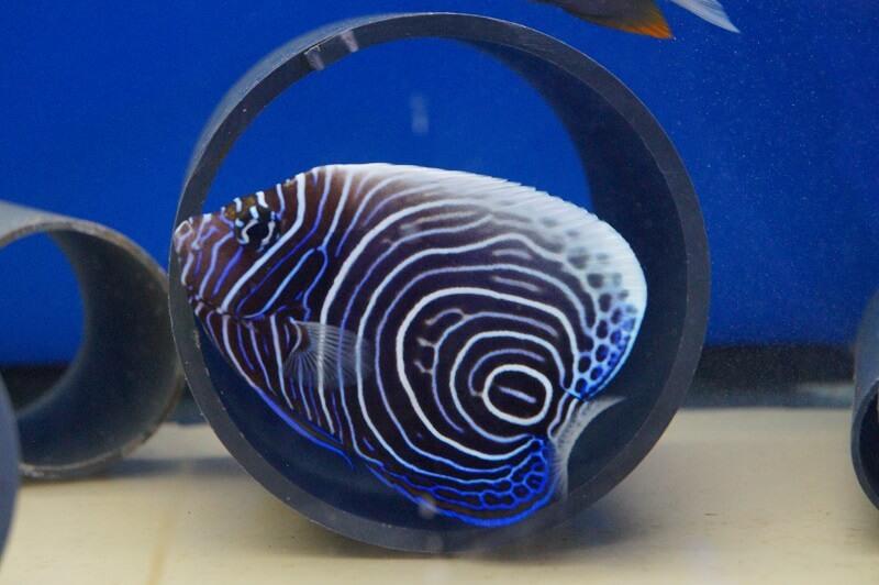 Imperator Kaiserfisch - Pomacanthus imperator Imperator Kaiserfisch - Pomacanthus imperator