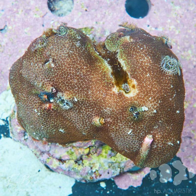Porites Stein mit  Würmern
