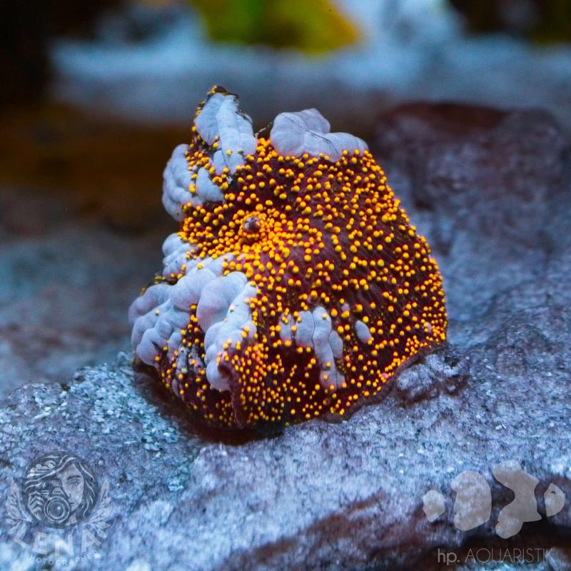 Scheibenanemone Discosoma Interstellar Bounce Scheibenanemone Discosoma Interstellar Bounce