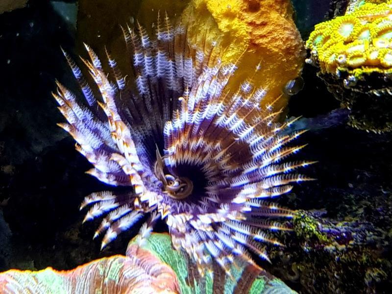 Röhrenwurm - Sabellastarte Magnifica Röhrenwurm - Sabellastarte Magnifica