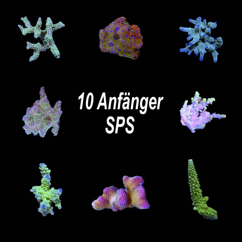 Einsteiger-Korallenset SPS 10 Stk. Einsteiger-Korallenset SPS 10 Stk.