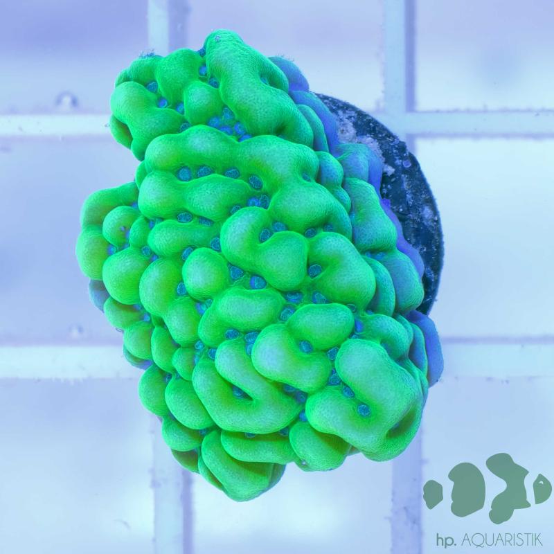 Montipora Appleberry Montipora Appleberry