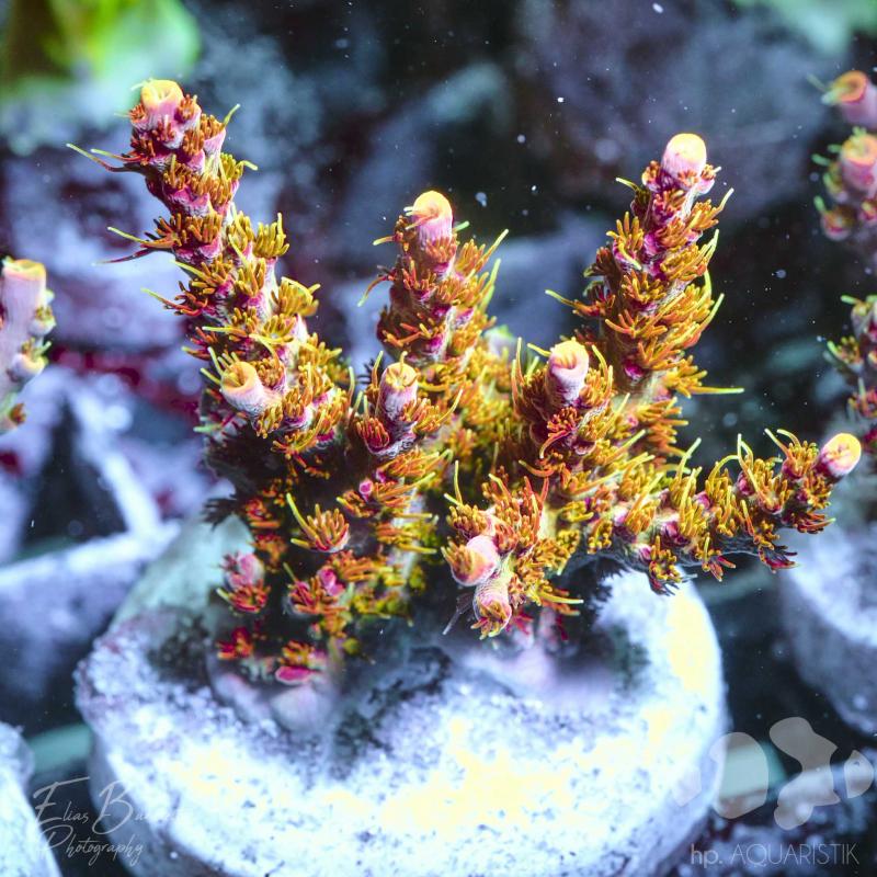 Acropora Fussl Acropora Fussl