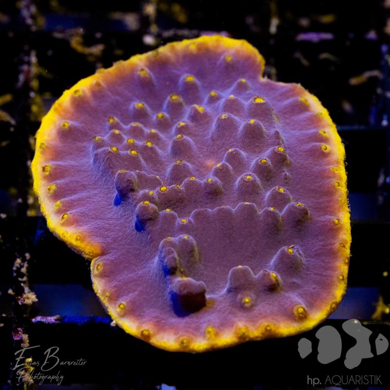 Turbinaria Gelb