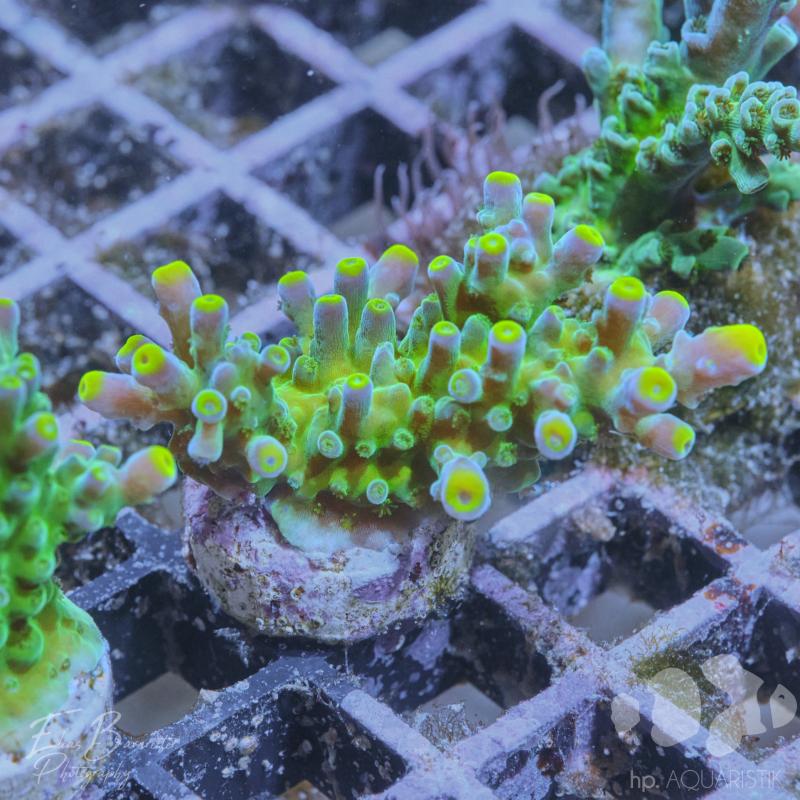 Acropora Blueberry