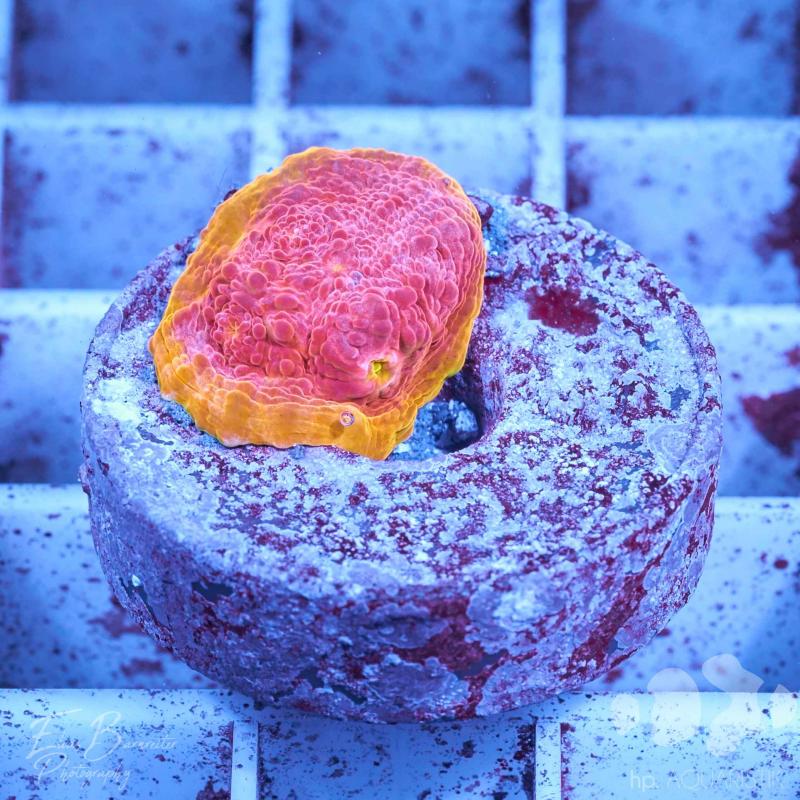 Chalice Rainbow Crush