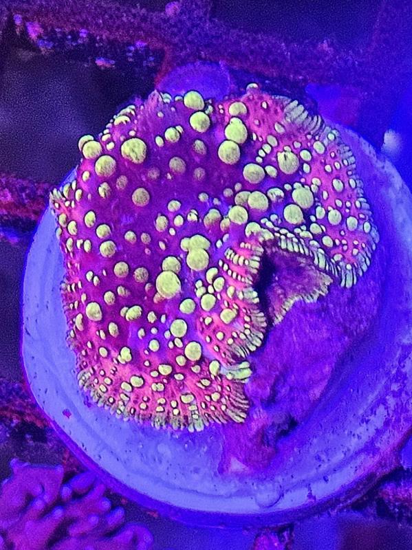 Bouncing Acid Rain Mashroom Bouncing Acid Rain Mashroom