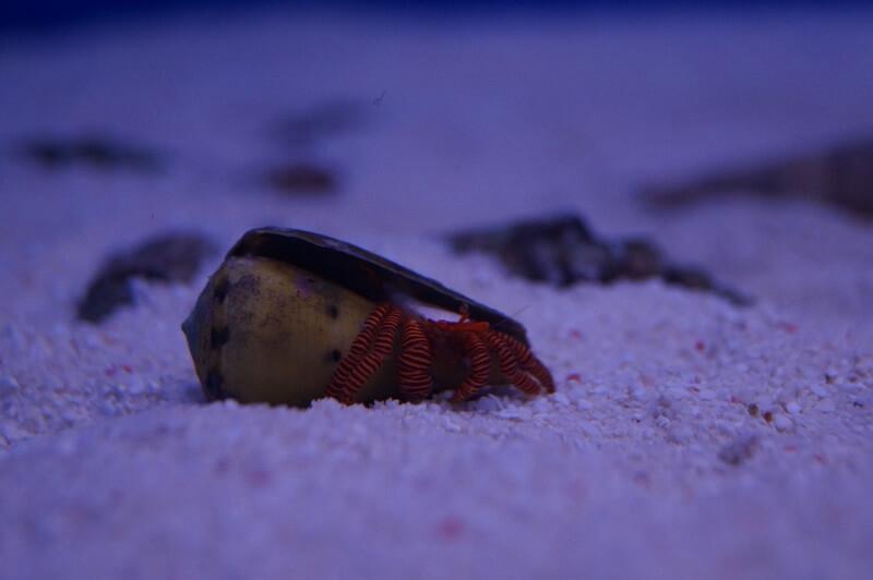 Ringelsocken-Einsiedlerkrebs - Ciliopagurus strigatus Ringelsocken-Einsiedlerkrebs - Ciliopagurus strigatus