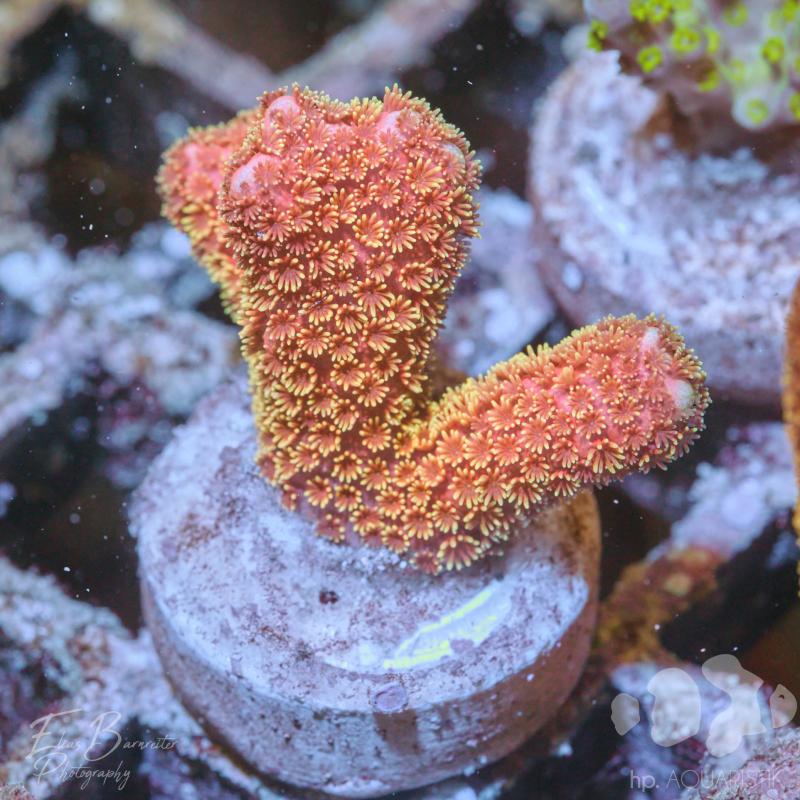 Montipora Goldmoney Montipora Goldmoney