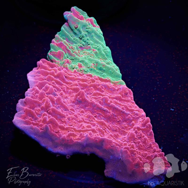 Montipora Grafted Montipora Grafted