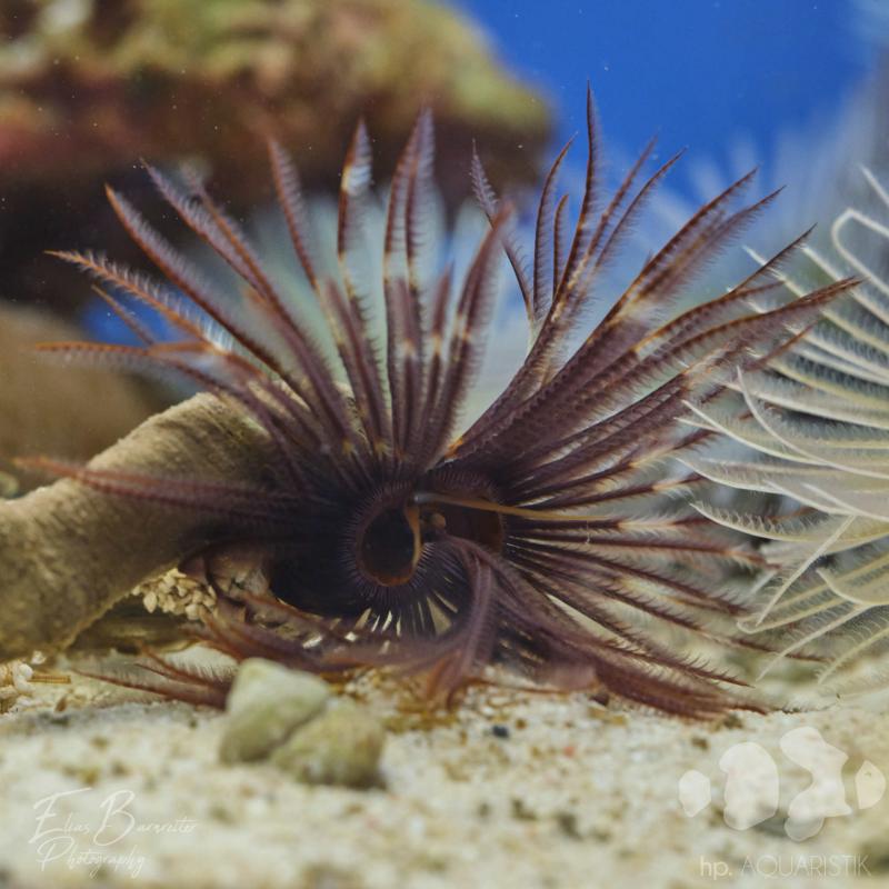 Röhrenwurm - Sabellastarte Magnifica - Braun Röhrenwurm - Sabellastarte Magnifica - Braun