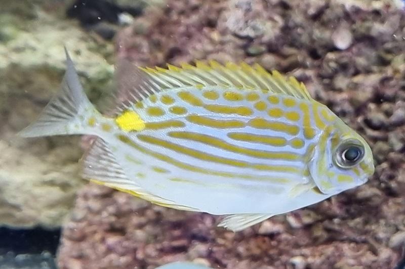 Kaninchenfisch - Siganus insomnis Kaninchenfisch - Siganus insomnis