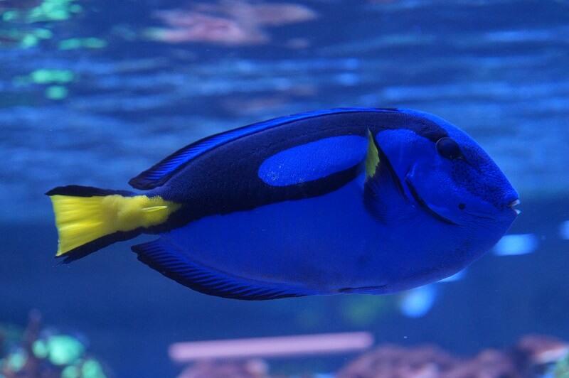 Paletten Doktorfisch -  Paracanthurus hepatus Aufzucht Paletten Doktorfisch -  Paracanthurus hepatus Aufzucht