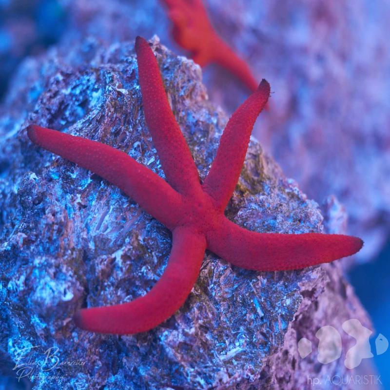 Seestern Rot - gut haltbar Seestern Rot - gut haltbar