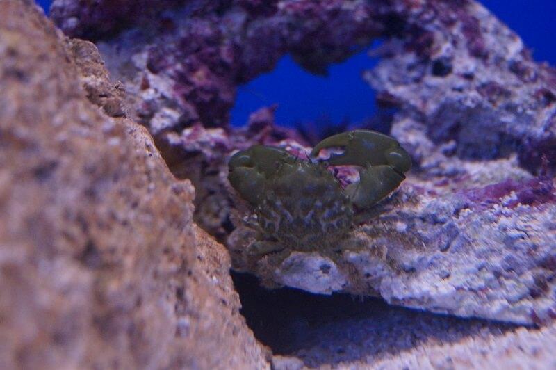 Grüne Spinnenkrabbe - Mithraculus sculptus Grüne Spinnenkrabbe - Mithraculus sculptus