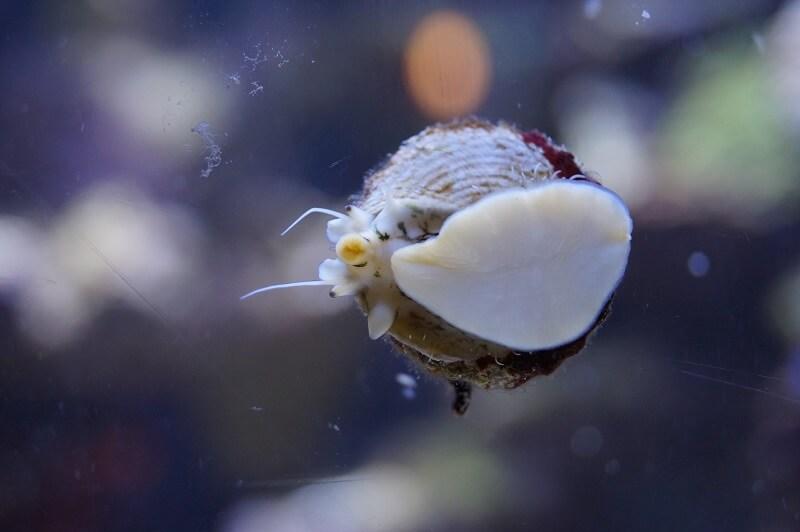 Turboschnecke - Tectus fenestratus