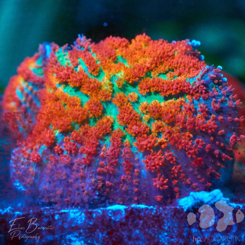 Scheibenanemone Tomato Basilica Scheibenanemone Tomato Basilica