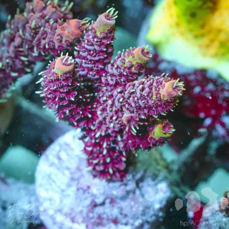 Acropora Millepora Red Wine