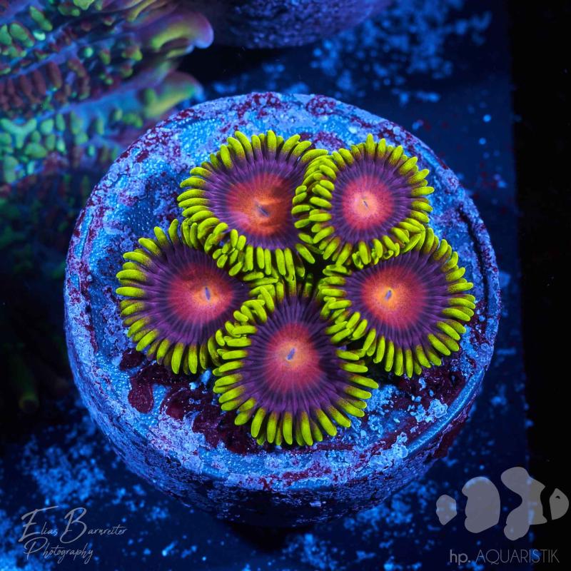 Krustenanemone - Zoanthus Dragon Eye