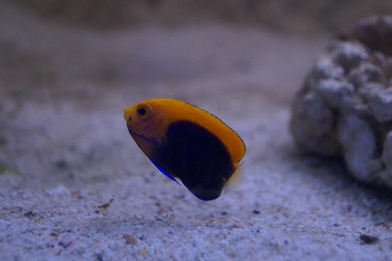 Orangerücken-Zwergkaiserfisch & Nachzuchten - Centropyge acanthops Orangerücken-Zwergkaiserfisch & Nachzuchten - Centropyge acanthops