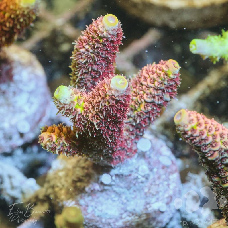 Acropora Millepora Sunset kaufen Versand zum Wunschtermin