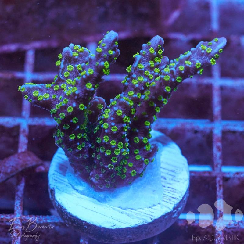 Montipora Star Wars