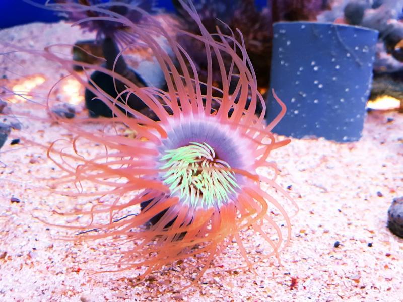 Zylinderrose - Cerianthus Filiformis Pink