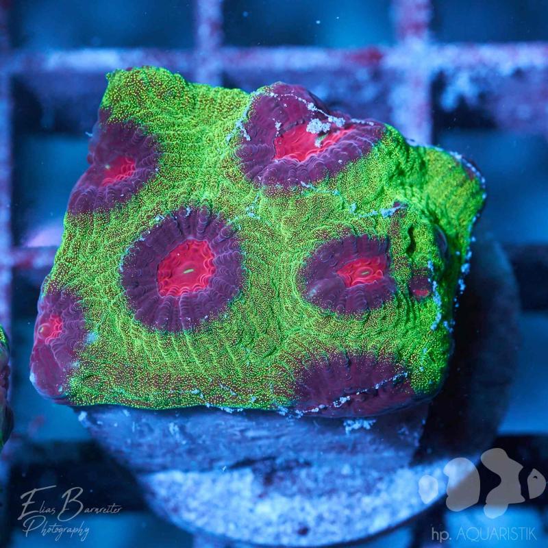 Favites Volcanic Eruption