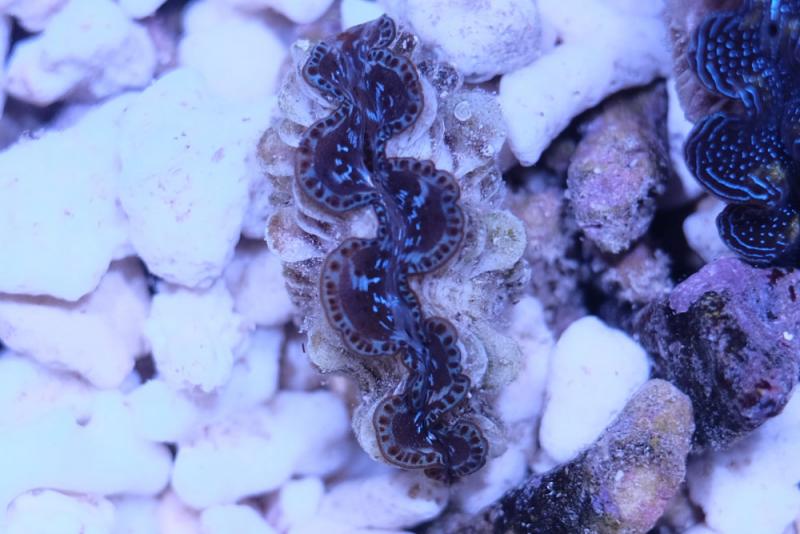 Mördermuschel - Tridacna Crocea - Nachzuchten - Super Stabil Mördermuschel - Tridacna Crocea - Nachzuchten - Super Stabil