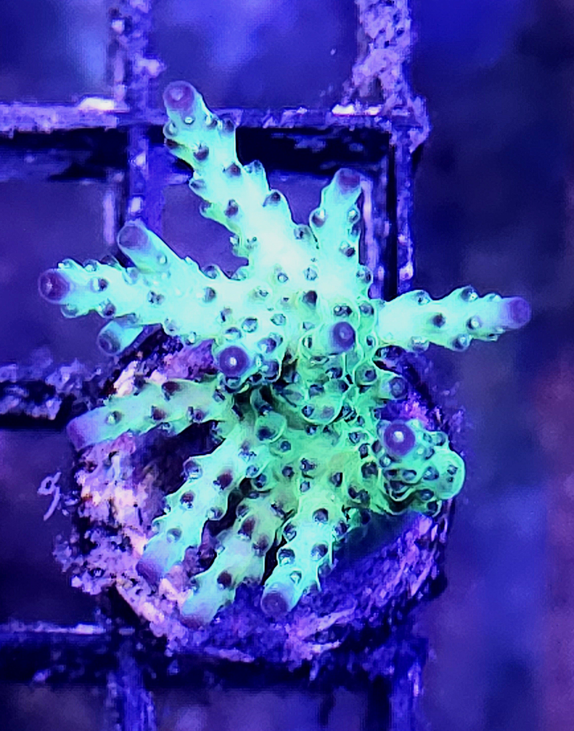 Acropora Fake Icefire