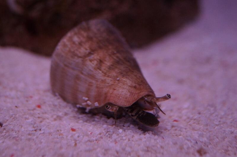 Kegelfechterschnecke - Conomurex/Strombus luhuanus Kegelfechterschnecke - Conomurex/Strombus luhuanus