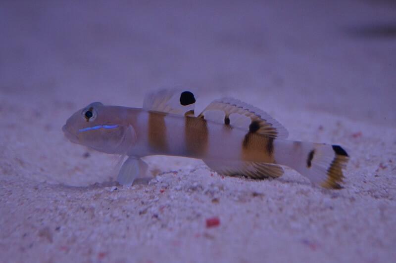 Breitband-Schläfergrundel - Valenciennea wardii Breitband-Schläfergrundel - Valenciennea wardii