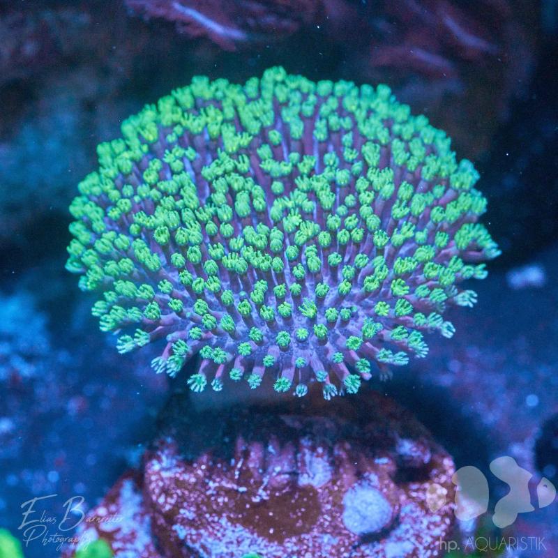 Pilzlederkoralle Pilzlederkoralle