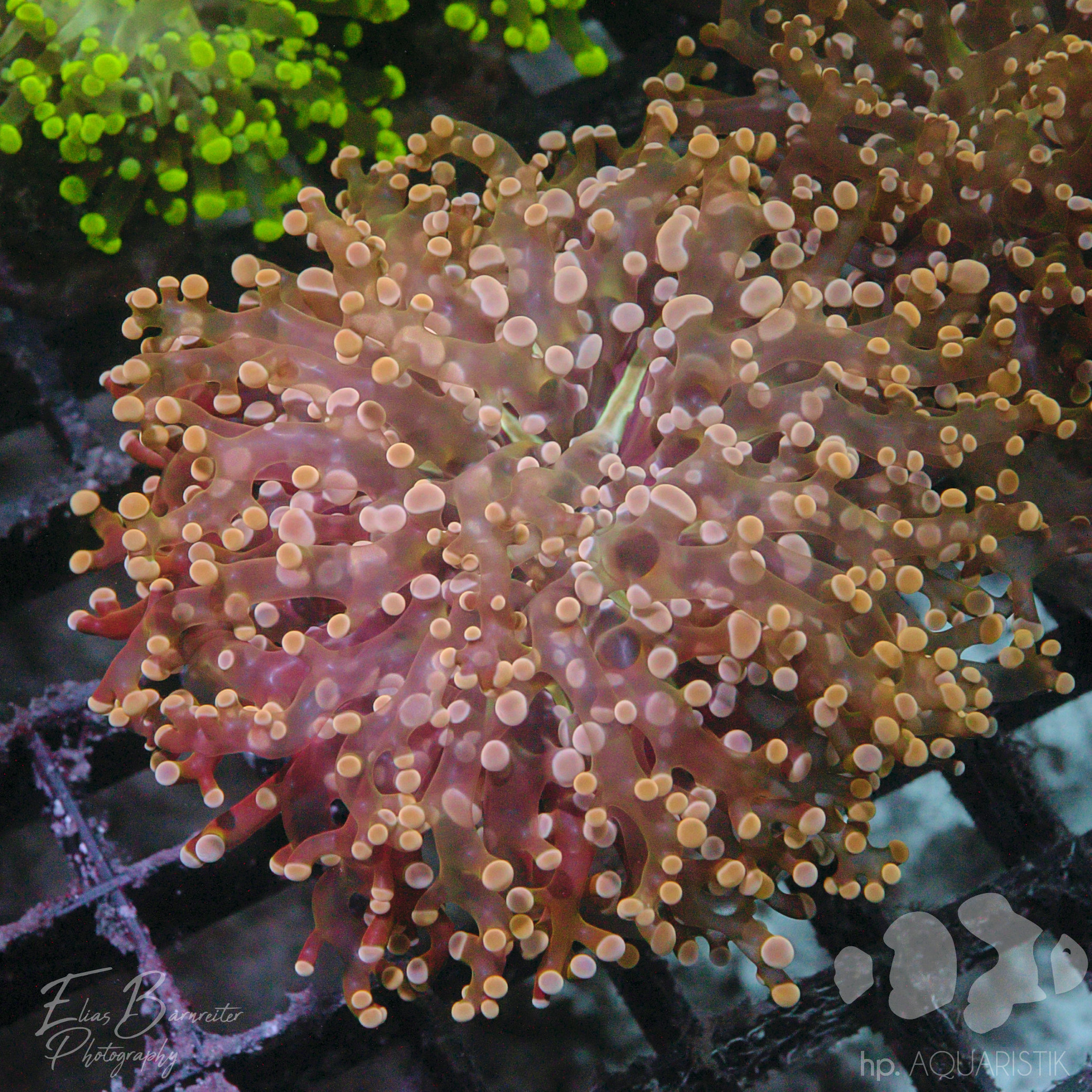 Euphyllia yaeyamaensis Gold